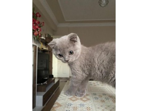 2 aylık tatlı ve uysal scottish fold yavru kedi