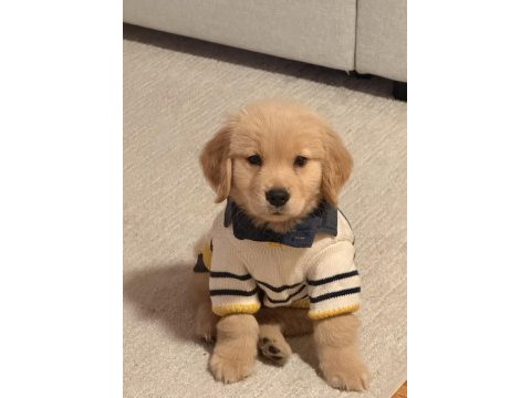 Golden retriever yavrular küt burun