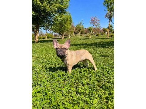 Aşılı exotic renkleri taşıyıcı erkek french bulldog yavrumuz