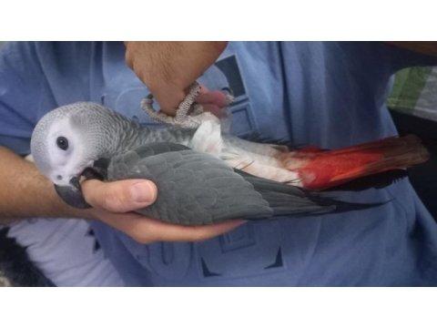 Tatlı bebek jako papağanı 4 aylık