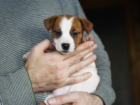 Fcı şecereli dereceli soydan gelen jack russell