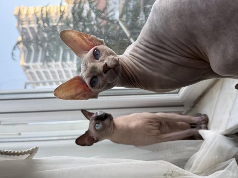 Yavru sphynx