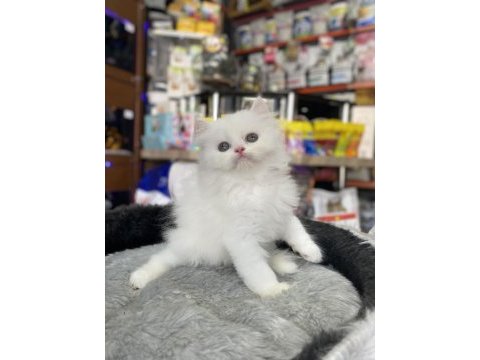 Show kalite persian yavrumuz