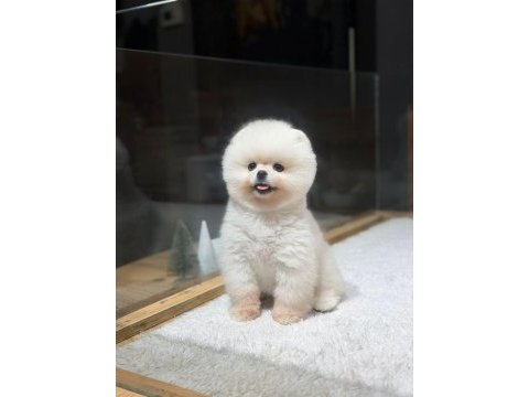 Orjinal ırk ve sağlık garantili pomeranian yavrular