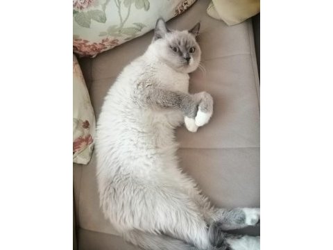Sahiplendirme british shorthair