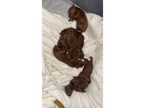 Toy poodle köpekler