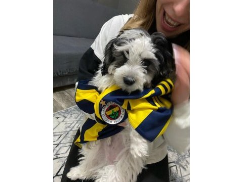 3 aylık erkek morkie terrier