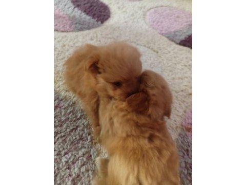 Pomapoo bebekler