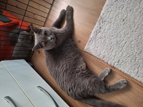 50 günlük scottish fold yavrular