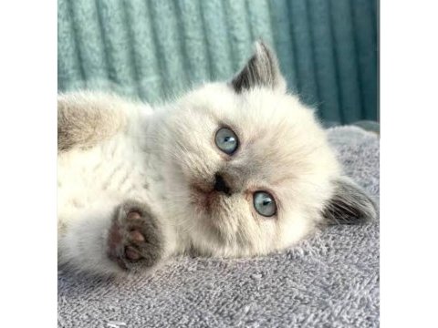 Kedi blue point scottish fold scottish straight
