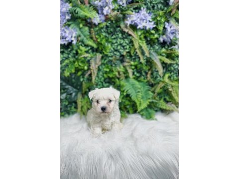 0 numara maltese terrier disi ve erkek yavrularımız