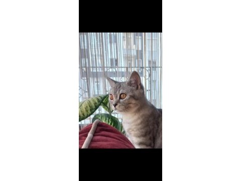 British shorthair silver erkek cins sahiplendirme
