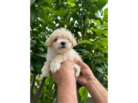 A kalite maltipoo yavrusu 0 beden
