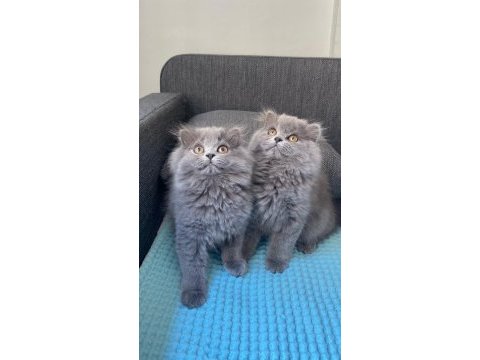 British longhair yavrularım