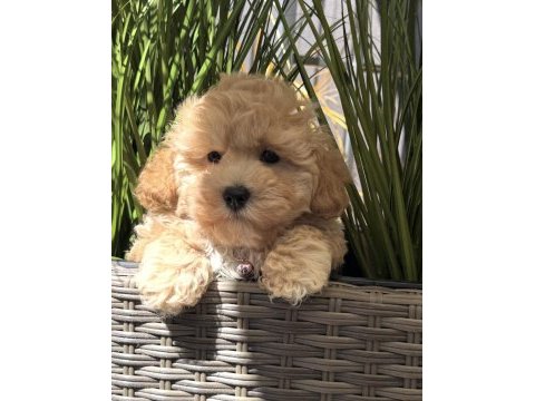 Tombik maltipoo bebeklerimiz