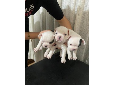 3 erkek french bulldog