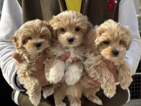 Ruhsatlı çiftlikde ziyarete açık kore maltipoo