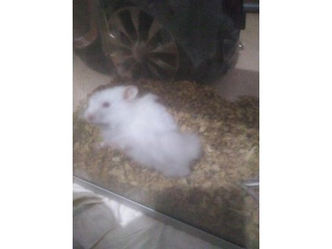 Kar beyaz hamster