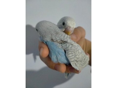 Insana alışkın 1 aylık yavru muhabbet kuşları