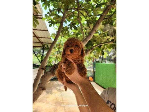 A kalite toy poodle yavrularımız