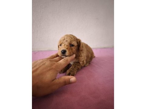 Uygun maltipoo bebeklerimiz
