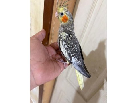 50 günlük harika sultan papağanı bebek