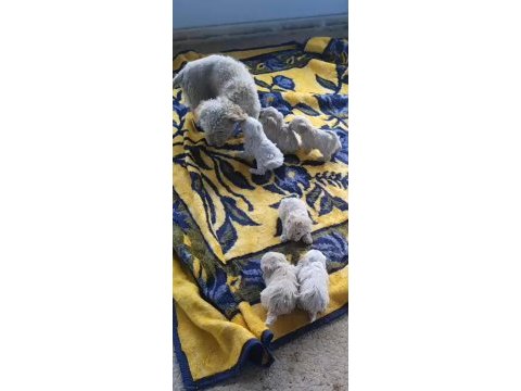 Efsane yavru köpekler