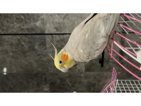 Erkek sultan papağanı full evcil