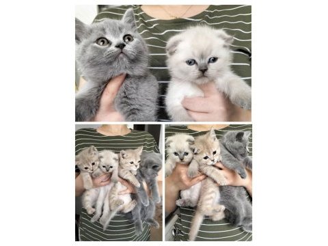British shorthair ve scottish fold yavrular