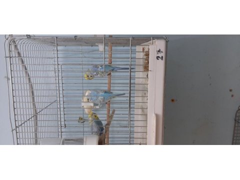 Rainbow renk güzeli muhabbet kuşu