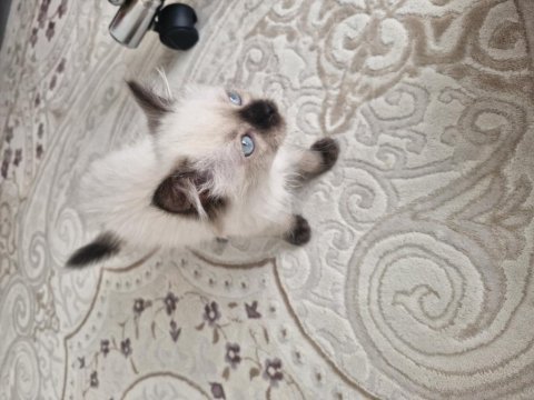 Ragdoll dişi yavrumuz yeni yuvasını arıyor