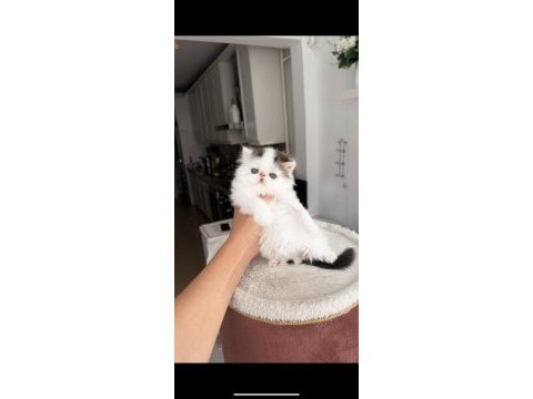 Tombiş exotic shorthair bebekler şecereli