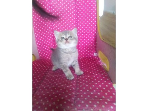 Teslime hazır british shorthair yavrularım