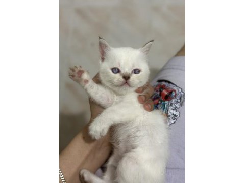 2 aylık scottish fold yavrular