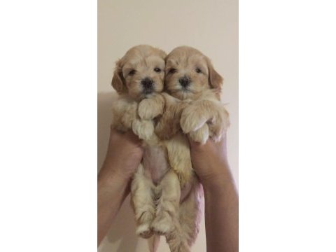 Son 2 maltipoo ev ortamı orjinal