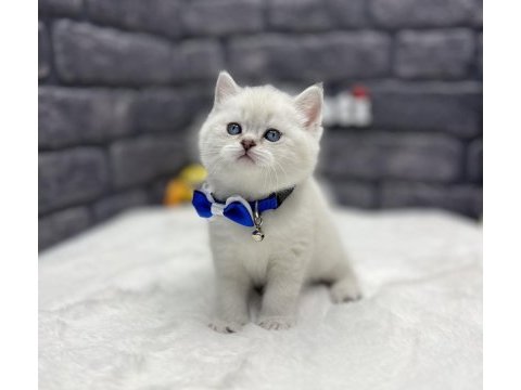 Baby face british shorthair silver point