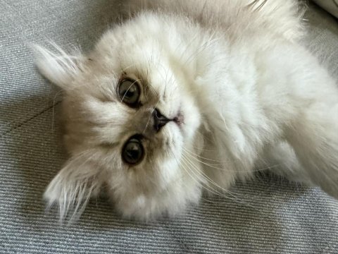 British longhair silver