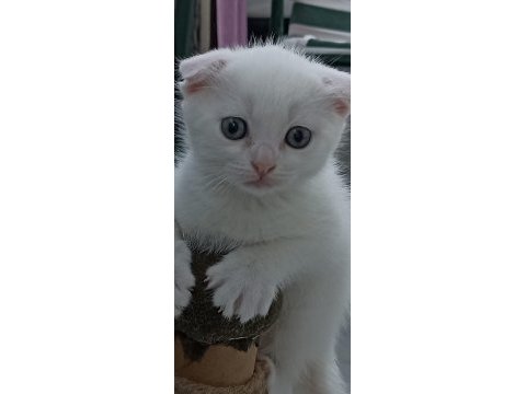 Scottish fold yavrular