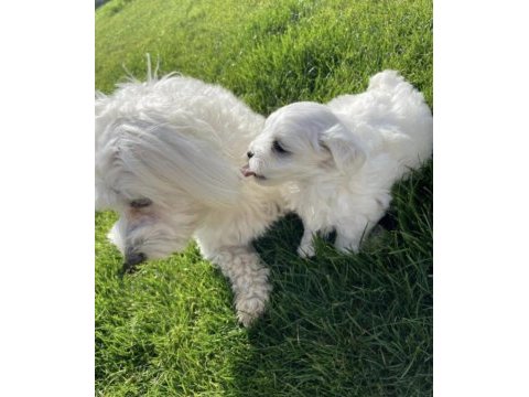 Maltese terrier yavrularız orjinal ırk garantilidir