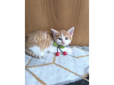 Kedimize acil yuva aranıyor