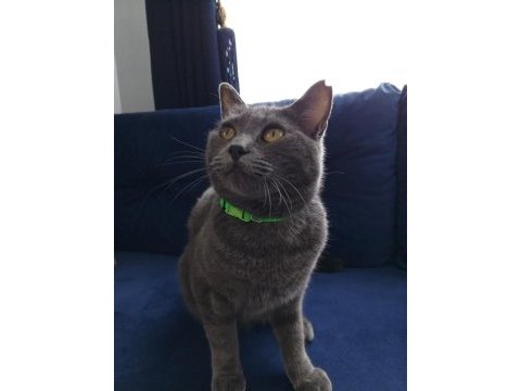 British shorthair erkek kedimiz
