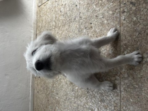 2 aylık erkek terrier