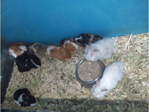 Yavru guinea pig