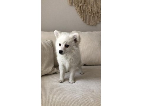 Pomeranian spitz yavrumuz evini arıyor