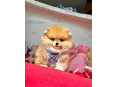 Teddy turuncu ayı surat pomeranian