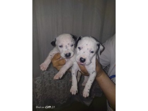 Dalmaçyalı yavru köpekler