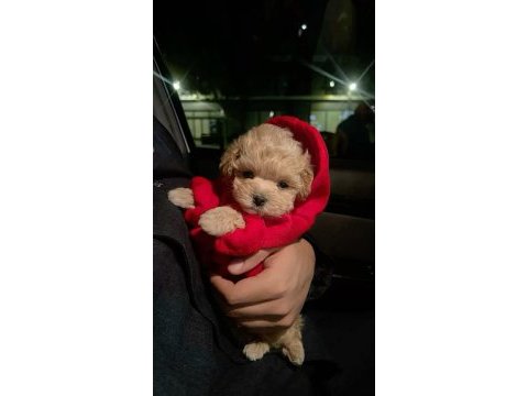 Kore maltipoo