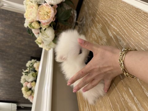Tea cup cep boy pomeranian beyaz erkek