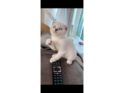 Scottish fold lynx point