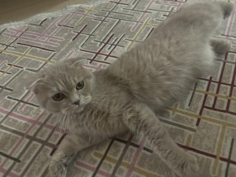 British shorthair kedimiz